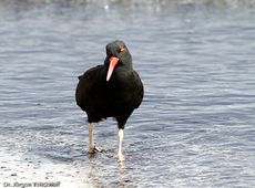 Schwarzer Austernfischer (5 von 14).jpg